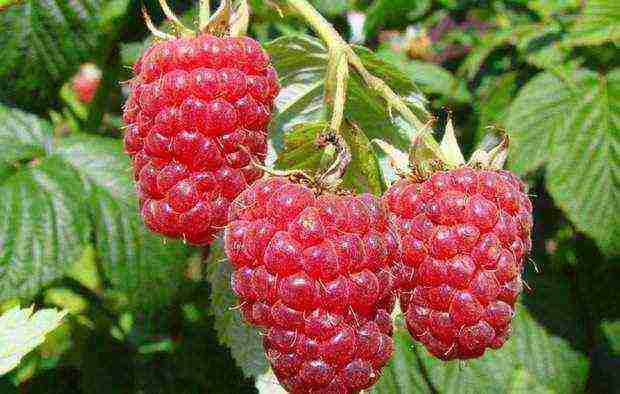raspberry good grade