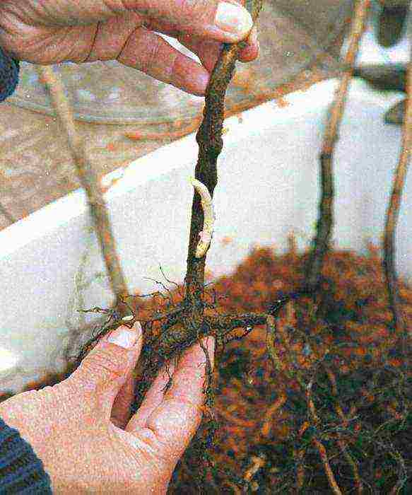 raspberry planting and care in the open field in the Urals