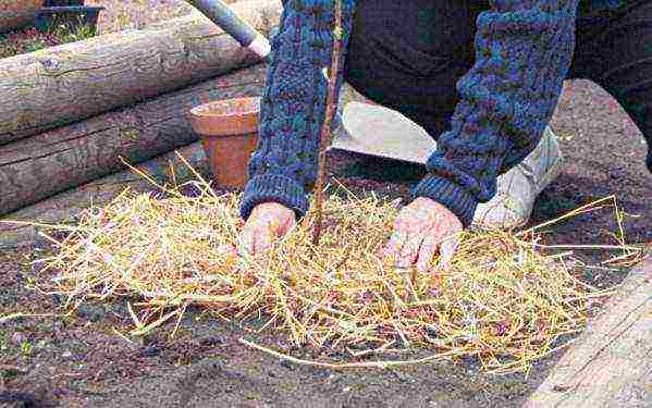 raspberry planting and care in the open field in the Urals