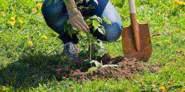 raspberry planting and care in the open field in the Urals