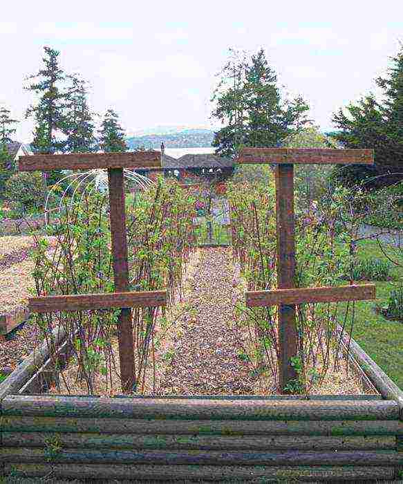 raspberry planting and care in the open field in the Urals