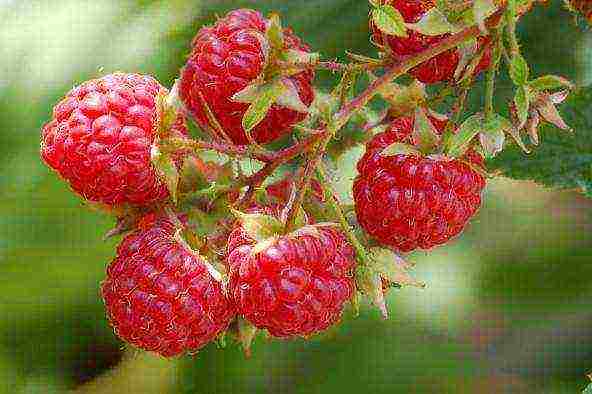 raspberry planting and care in the open field in the Urals