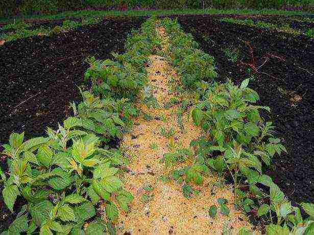 pagtatanim ng raspberry at pangangalaga sa bukas na bukid sa Urals