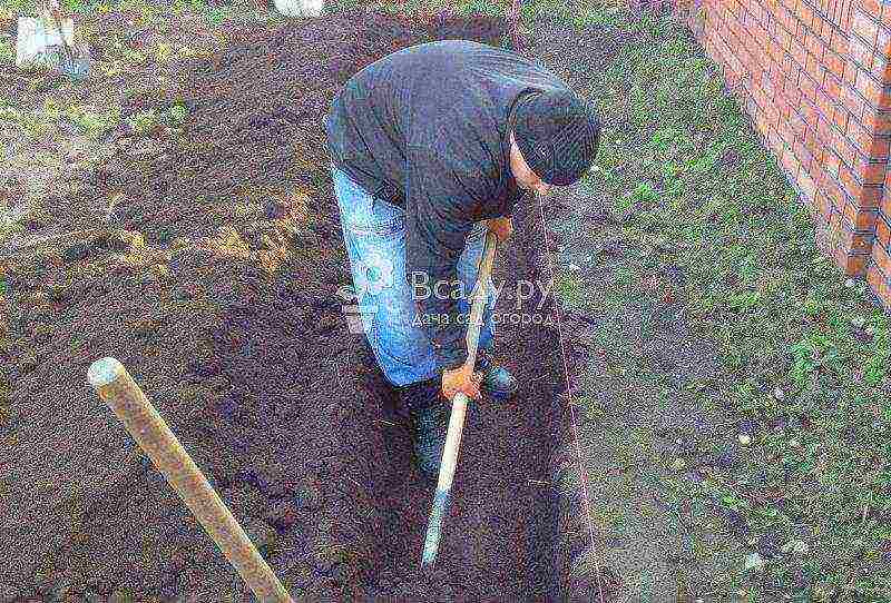 raspberry planting and care in the open field in the Urals