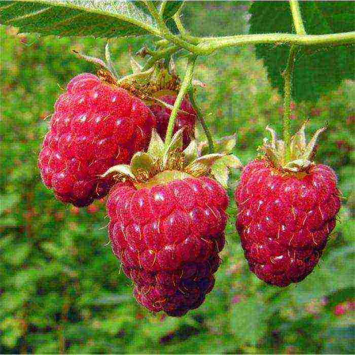 pagtatanim ng raspberry monomakh at pag-aalaga sa bukas na bukid