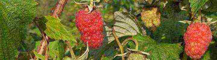 raspberry monomakh hat planting and care in the open field