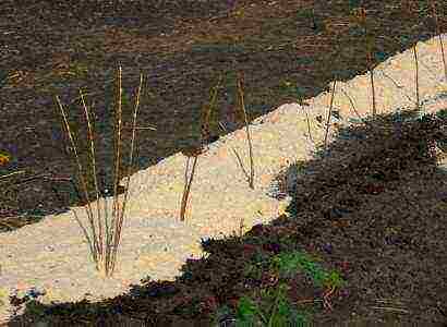 raspberry monomakh hat planting and care in the open field