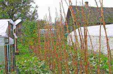 raspberry monomakh hat planting and care in the open field