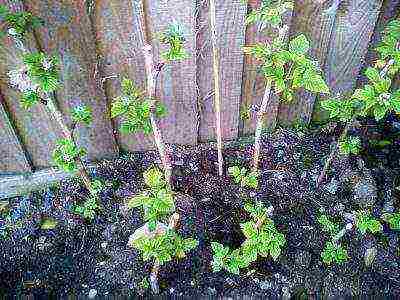 raspberry monomakh hat planting and care in the open field