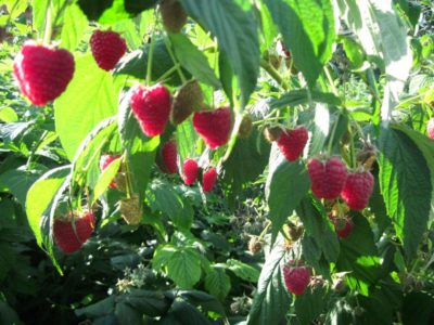 pagtatanim ng raspberry monomakh at pag-aalaga sa bukas na bukid