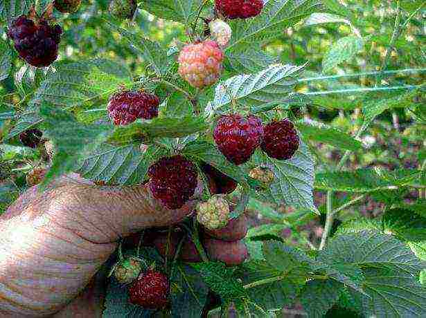 raspberry monomakh hat planting and care in the open field