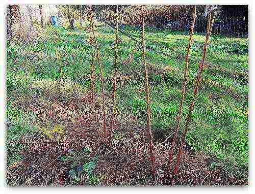 raspberry monomakh hat planting and care in the open field