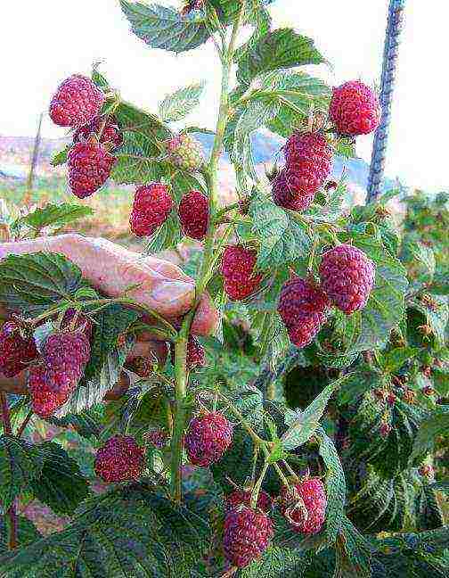 pagtatanim ng raspberry monomakh at pag-aalaga sa bukas na bukid