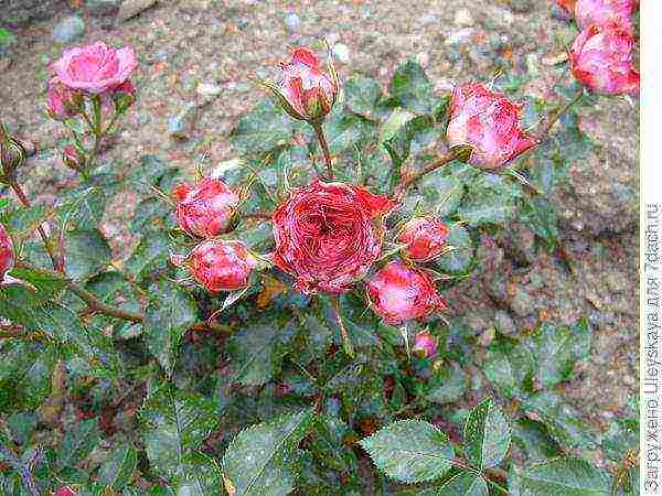 miniature roses best varieties