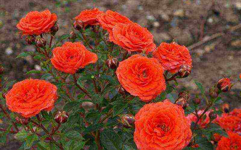 miniature roses best varieties