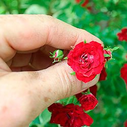 miniature roses best varieties