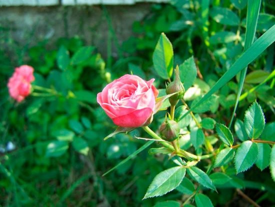 miniature roses best varieties