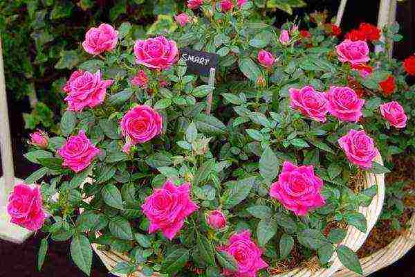 miniature roses best varieties