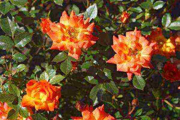 miniature roses best varieties