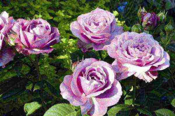 miniature roses best varieties
