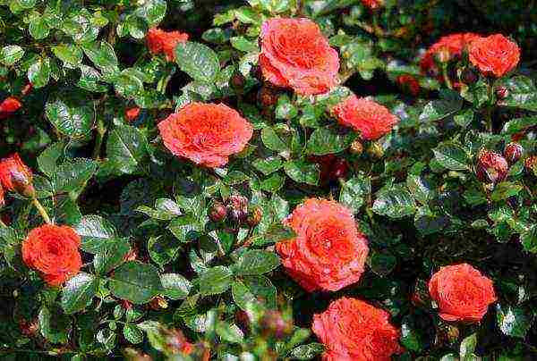 miniature roses best varieties