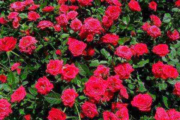 miniature roses best varieties