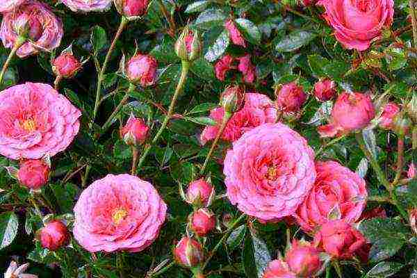 miniature roses best varieties