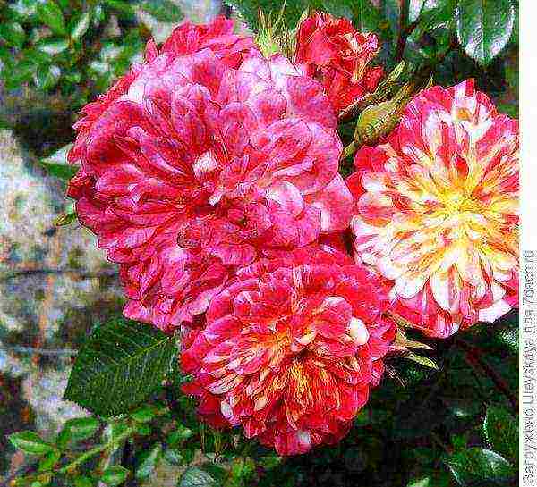 miniature roses best varieties