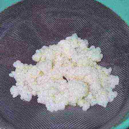milk rice mushroom useful properties how to grow