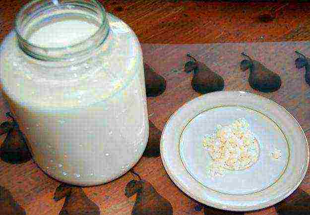 milk rice mushroom useful properties how to grow