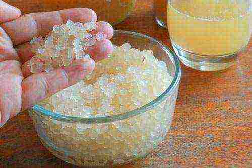 mlijeko riža gljiva korisna svojstva kako uzgajati