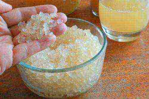 milk rice mushroom useful properties how to grow