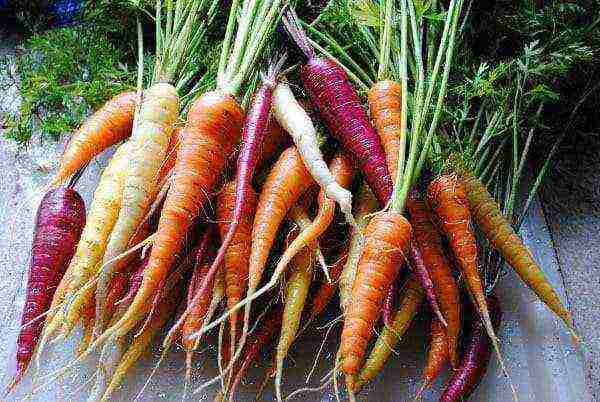 good grade carrots