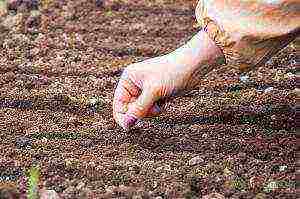 carrots planting and care in the open field in the Urals