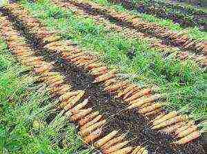 carrots planting and care in the open field in the Urals