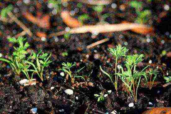 carrots planting and care in the open field in the Urals