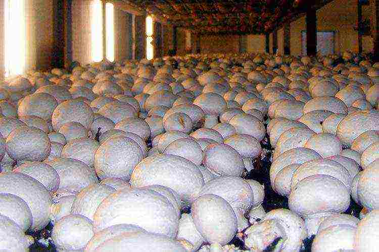 can mushrooms be grown at home