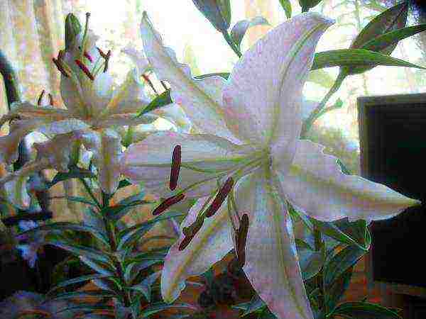 is it possible to grow lilies at home