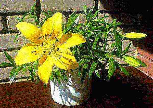 is it possible to grow lilies at home