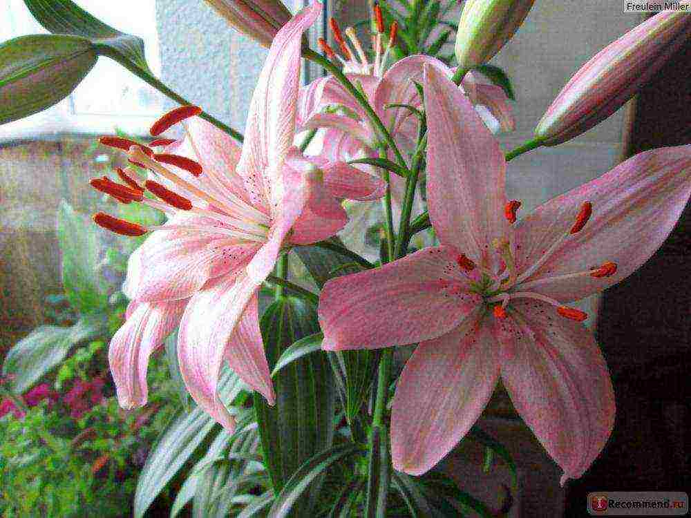 is it possible to grow lilies at home