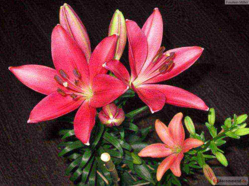 is it possible to grow lilies at home