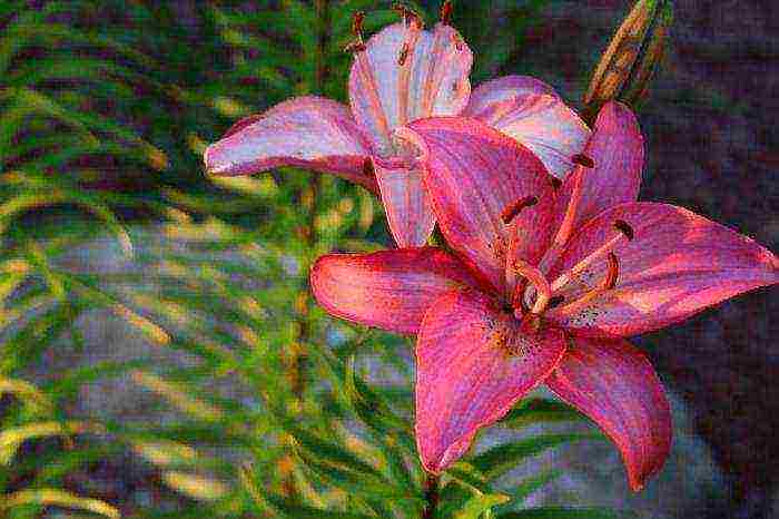 is it possible to grow lilies at home