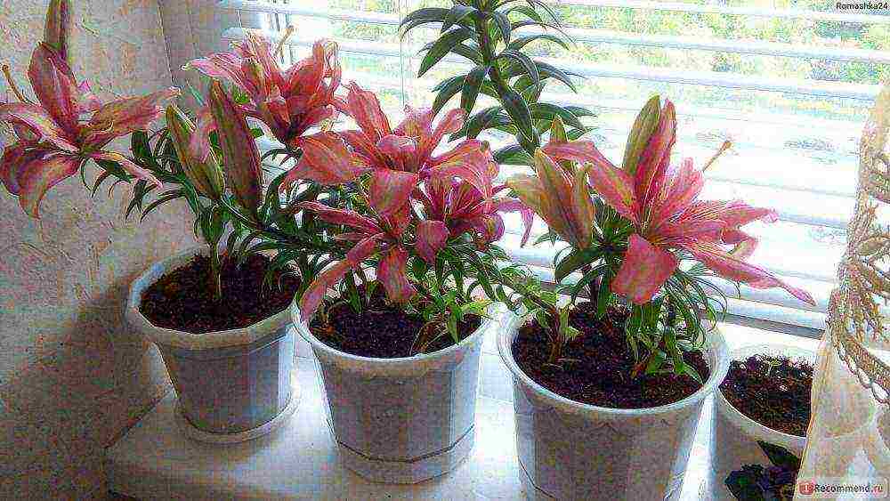 is it possible to grow lilies at home