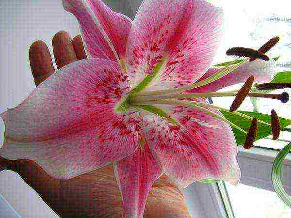 is it possible to grow lilies at home