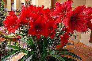 is it possible to grow lilies at home