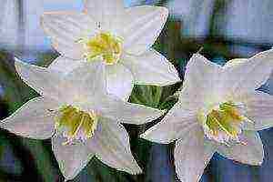 is it possible to grow lilies at home