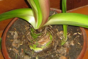 is it possible to grow lilies at home