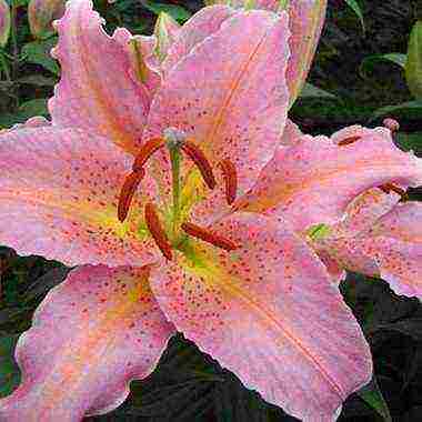 is it possible to grow lilies at home