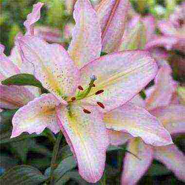 is it possible to grow lilies at home