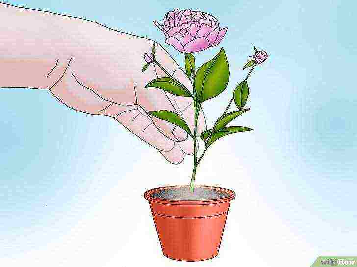 is it possible to grow peonies at home